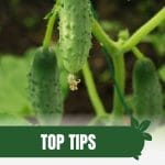 Cucumbers hanging on vine with text: Top Tips Boost Your Greenhouse Cucumber Yield
