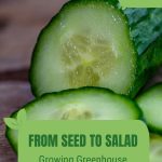 Crisp sliced cucumber with text: From Seed to Salad Growing Greenhouse Cucumbers
