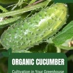 Cucumber and leaves with text: Organic Cucumber Cultivation in Your Greenhouse