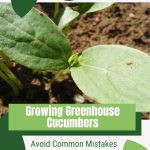 Cucumber seedling with text: Growing Greenhouse Cucumbers Avoid Common Mistakes