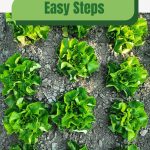 Leaf lettuce in rows with text: Easy Steps to Fresh Greenhouse Lettuce