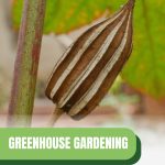 Okra pod with text: Greenhouse Gardening How to Grow Okra