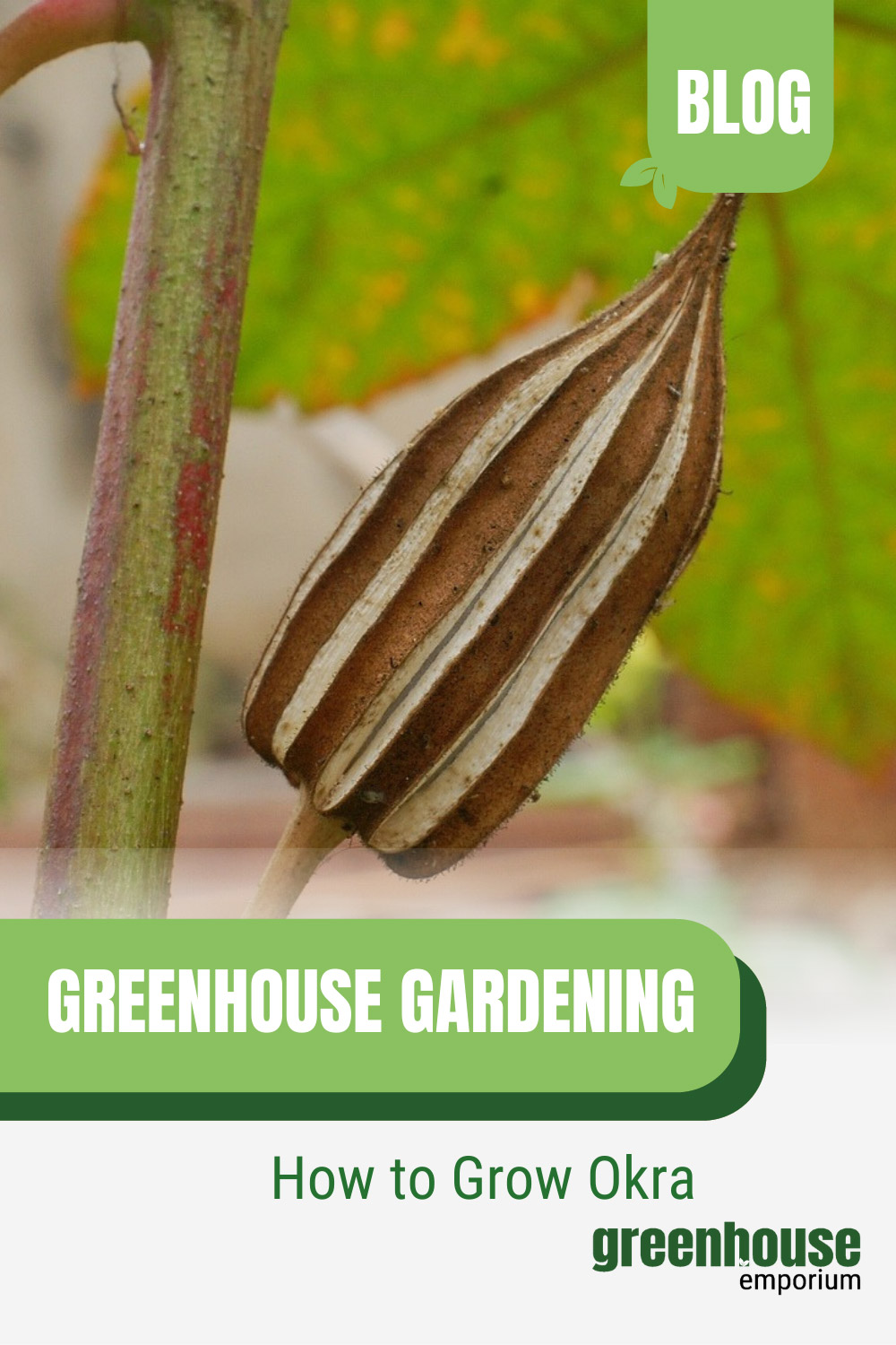How To Grow Okra In A Greenhouse Greenhouse Emporium