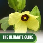 Okra flower and pods with text: The Ultimate Guide Growing Okra in Your Greenhouse