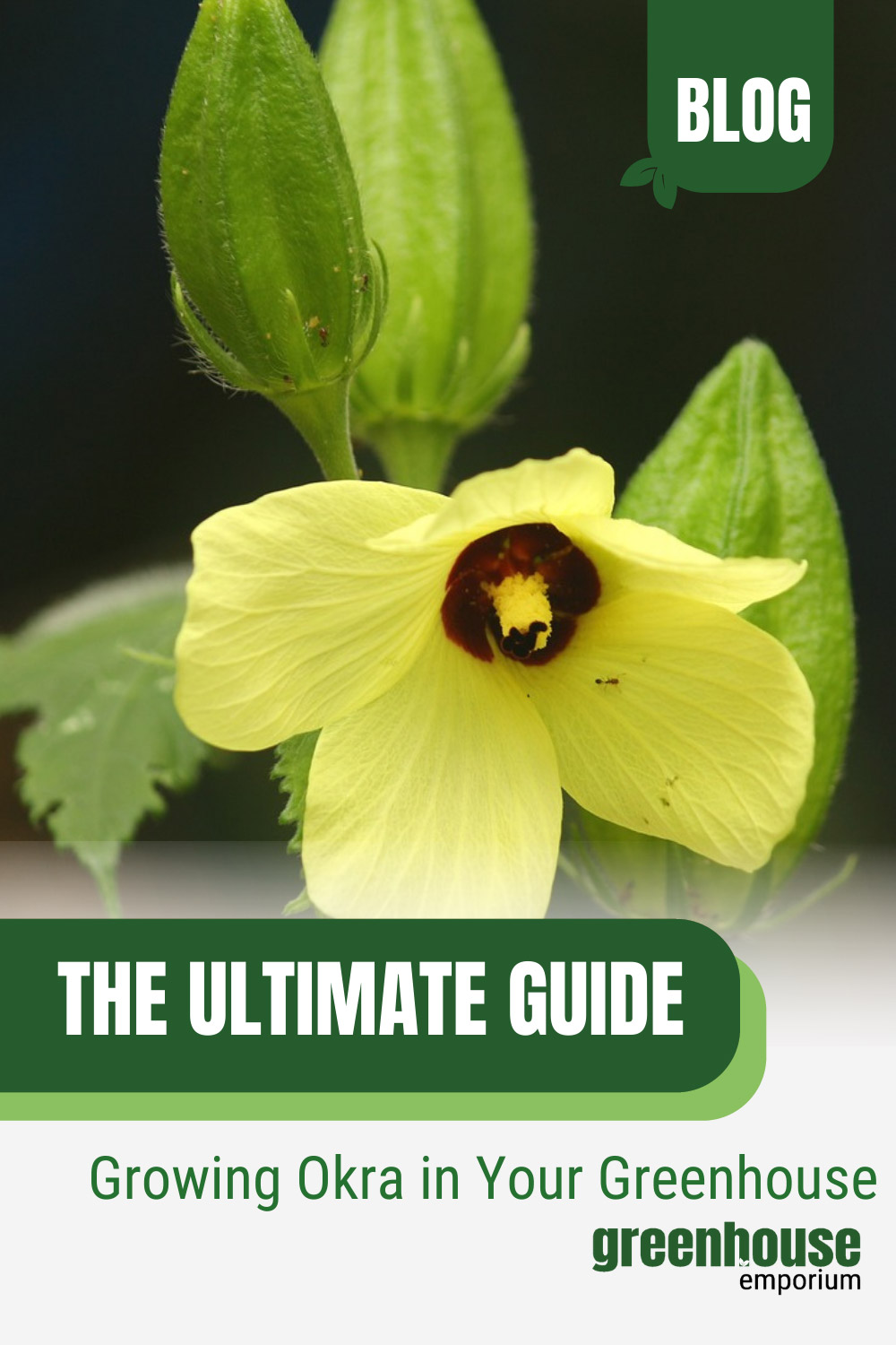 How To Grow Okra In A Greenhouse Greenhouse Emporium