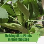 Okra plants with text: Thriving Okra Plants in Greenhouses