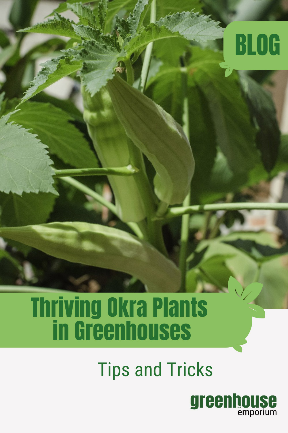 How To Grow Okra In A Greenhouse Greenhouse Emporium