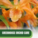 Orange orchid flowers with text: Greenhouse Orchid Care A Comprehensive Guide