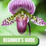 Purple orchid flower with text: Beginner's Guide Greenhouse Orchid Gardening