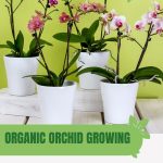 Potted orchids with text: Organic Orchid Growing Techniques for Greenhouses