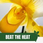 Yellow orchid flower with text: Beat the Heat Orchid Care Tips for Warm Climates