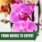 Pink orchids flowers with text: From Novice to Expert Greenhouse Orchid Growing