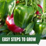 Red and green bell peppers with text: Easy Steps to Grow Peppers in Your Greenhouse