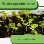 Radish seedlings with text: Maximize Your Radish Harvest in a Greenhouse