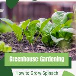 Spinach seedlings with text: Greenhouse Gardening How to Grow Spinach