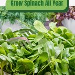 Spinach leaves with text: Grow Spinach All Year in Your Greenhouse