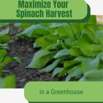 Spinach growing in rows with text: Maximize Your Spinach Harvest in a Greenhouse
