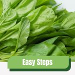 Spinach leaves with text: Easy Steps To Growing Spinach in a Greenhouse