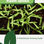 First spinach leaves with text: Organic Spinach A Greenhouse Growing Guide
