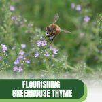 Bees on thyme flower with text: Flourishing Greenhouse Thyme Essential Tips