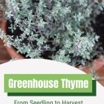 Variegated thyme with text: Greenhouse Thyme From Seedling to Harvest