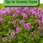 Thyme in bloom with text: Tips for Growing Thyme in Greenhouses