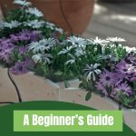 Close up of potted flowers with irrigation tubes and a graphic at the bottom reading "A Beginner's Guide: Drip Irrigation for Raised Beds."