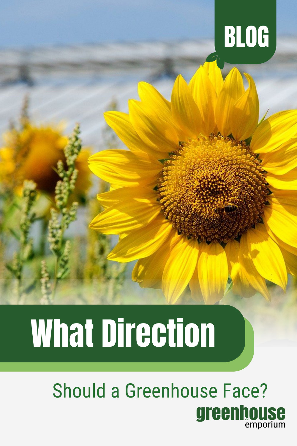 What Direction Should A Greenhouse Face? (Guide & Tips)