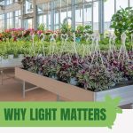 Greenhouse plants with text: Why Light Matters in Greenhouse Placement