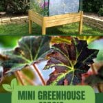 Mini greenhouse on raised bed with text: Mini Greenhouse Magic
