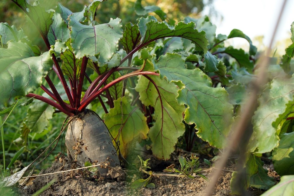 Beets in a vegetable cold frame