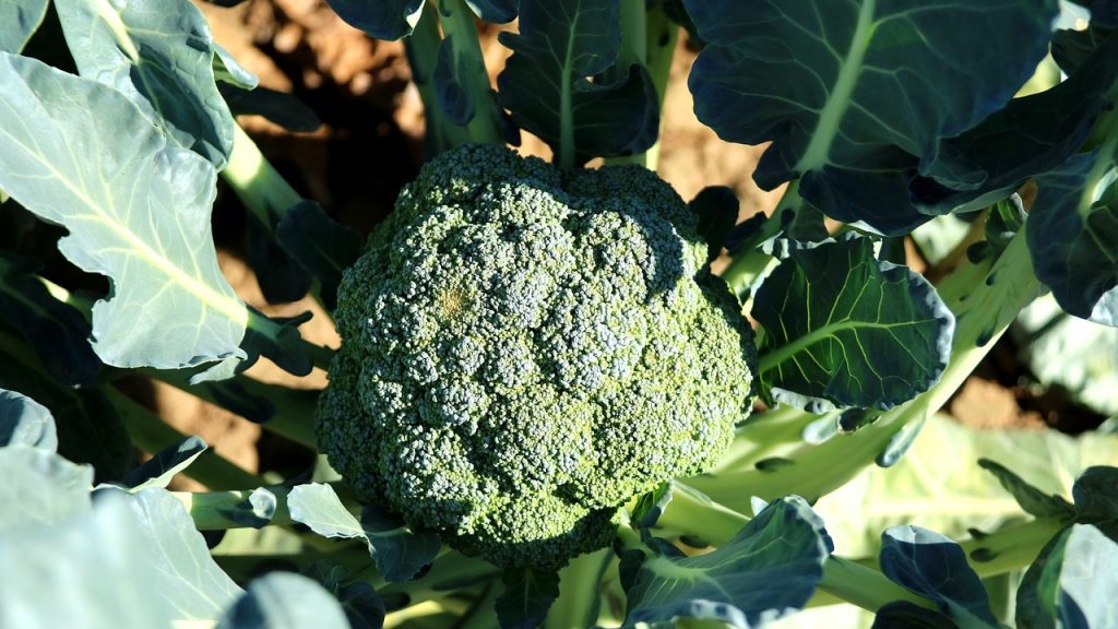 Broccoli floret and plant in ground