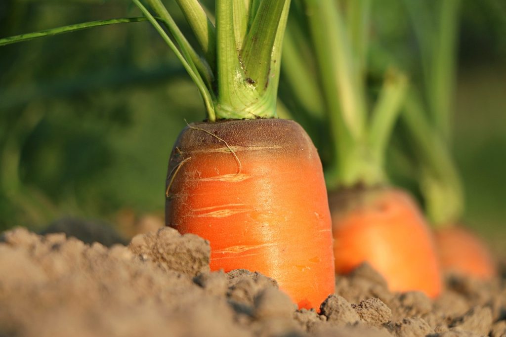 Carrot top out of soil growing in cold frame