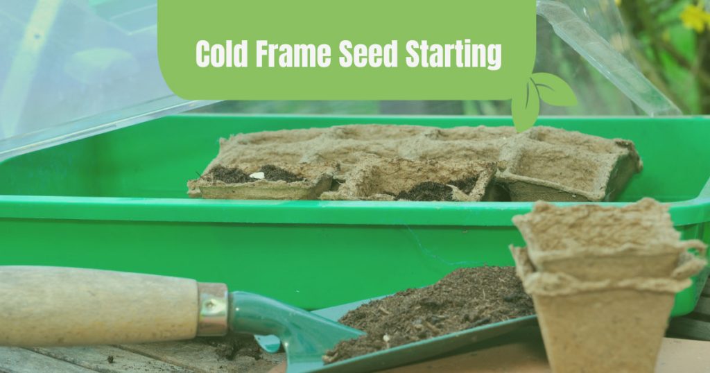 cold frame seed starting