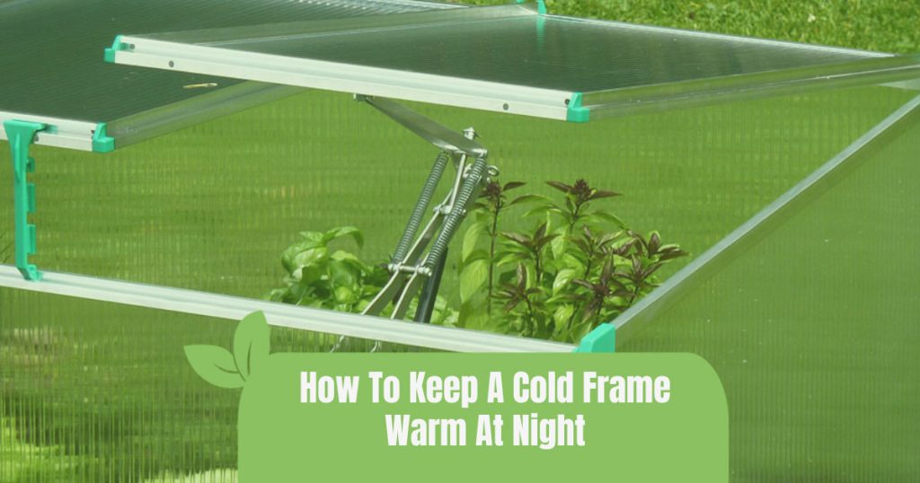 how to keep a cold frame warm at night