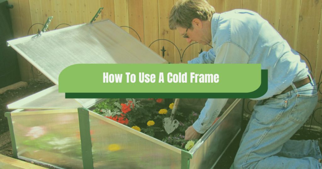 how to use a cold frame