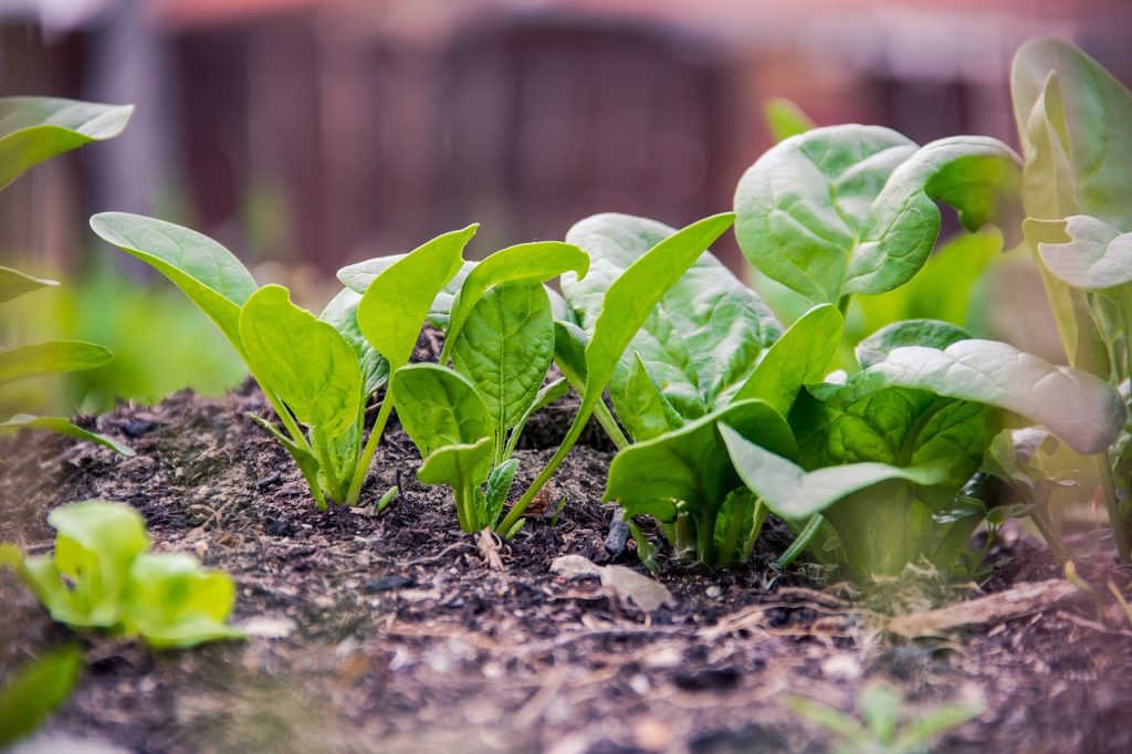 Spinach growing in cold frame soil