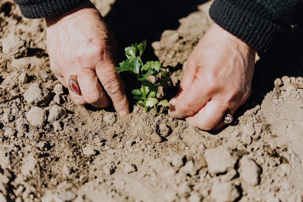 Person hands digging in soil of cold frame for seed starting