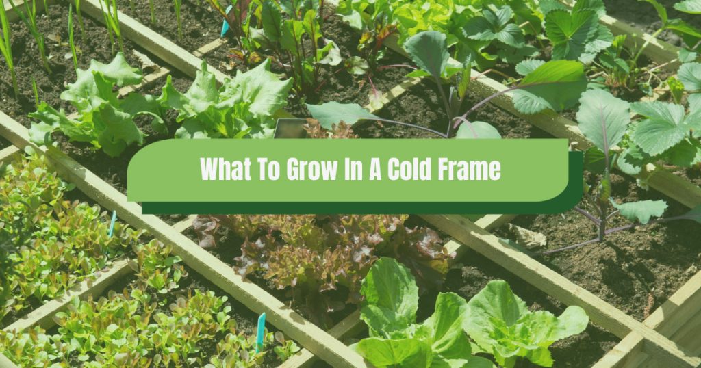 what to grow in a cold frame