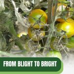 Tomato plant with blight with text: From Blight to Bright Tomato Pest and Disease Control