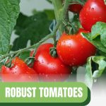 Ripe red tomatoes on vine with text: Robust Tomatoes Your Guide to Pest and Disease Control