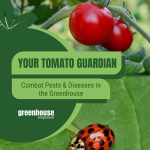 Ripe and unripe tomatoes on vine and ladybug on leaf with text: Your Tomato Guardian Combat Pests and Diseases in the Greenhouse