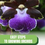 Purple orchid with text: Easy Steps to Growing Orchids in Small Greenhouses