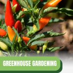 Yellow orange and red peppers with text: Greenhouse Gardening Grow Peppers Successfully