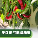Red and green peppers with text: Spice Up Your Garden Growing Peppers in Greenhouses