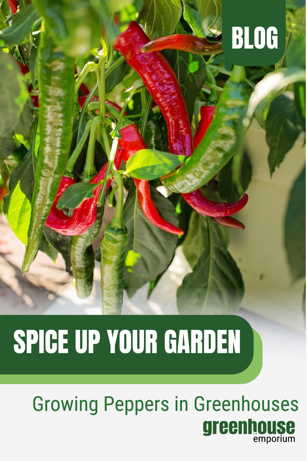 Red and green peppers with text: Spice Up Your Garden Growing Peppers in Greenhouses