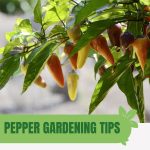 Multi color peppers with text: Pepper Gardening Tips For Lush Greenhouse Harvests