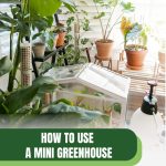 Mini greenhouse on shelf with pots with text: How to Use a Mini Greenhouse for Beginners