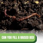 Worms in soil with text: Can You Fill A Raised Bed with Just Compost?