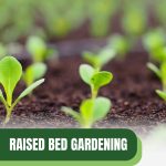 Seedlings in soil with text: Raised Bed Gardening Is Compost Enough?